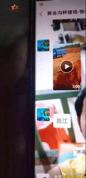 猪瘟最新爆料视频,揭秘病毒传播真相与防控措施  第1张